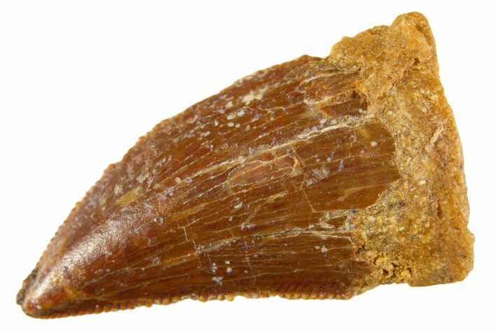 Serrated Raptor Tooth - Real Dinosaur Tooth #332684